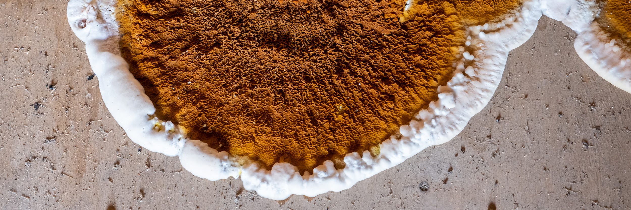 Svamp Toppbild 2500X833