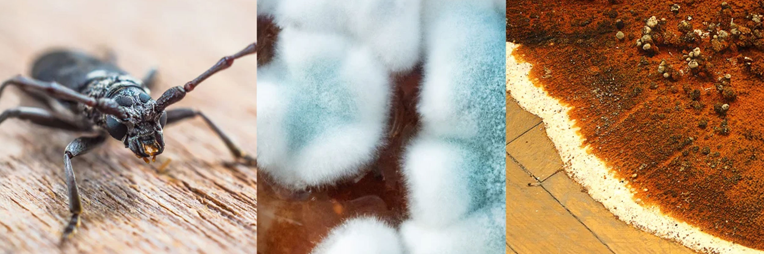 Toppbild Insekt 2500X833