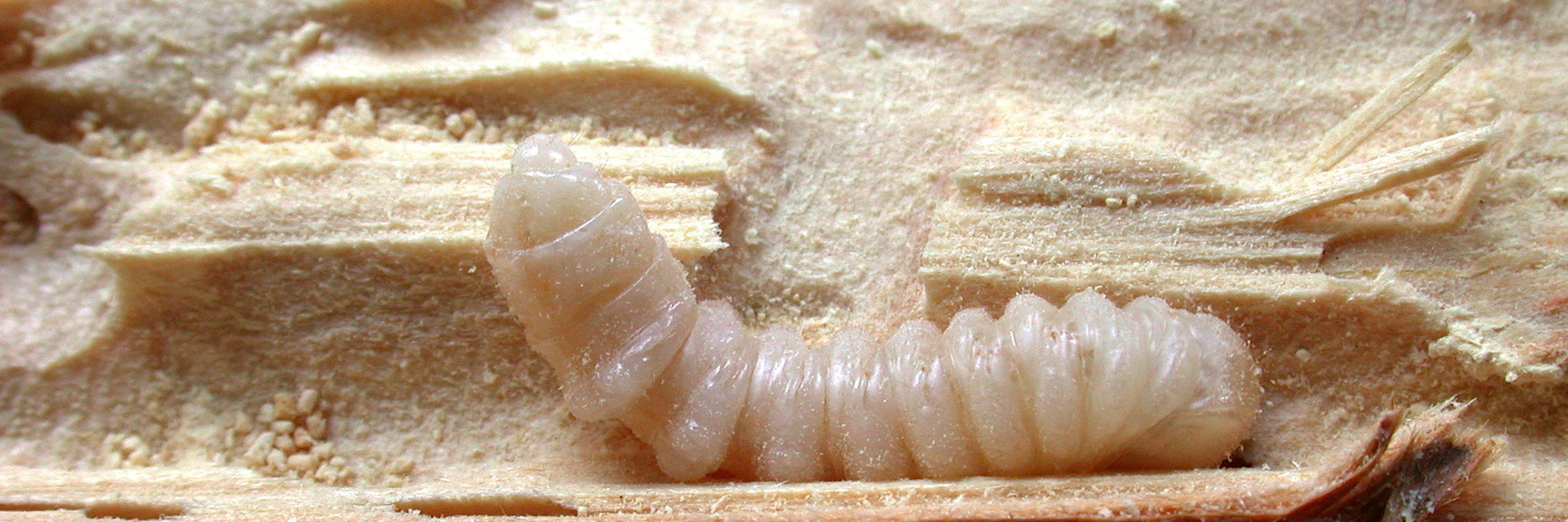 Toppbild P Insekt 2500X833